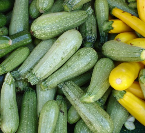 Squash Zucchini Aspirant 